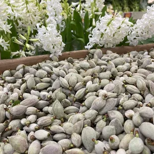 a variety of white flowers