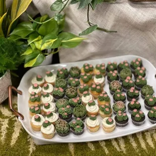 Mini succulent cupcakes