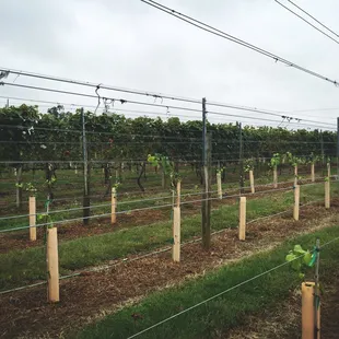 rows of grape plants in a vineyard
