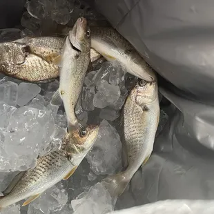 Fish