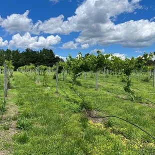 rows of grape vines in a field