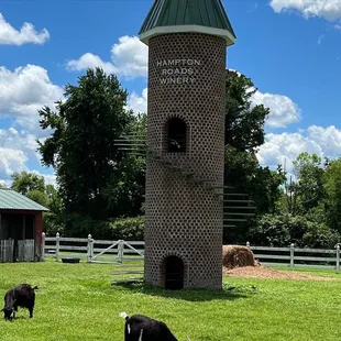 two black sheep grazing in a field