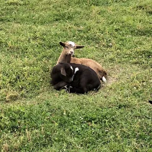 Baby goats