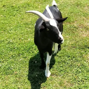 Goats outside!