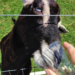 Feed the goats outside!
