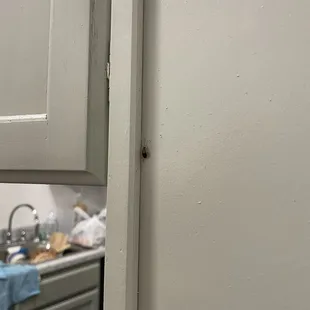 Roach on wall panel in kitchen