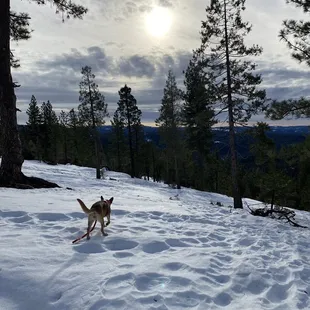 a dog running in the snow