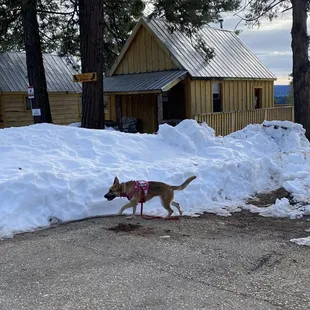 a dog walking in the snow
