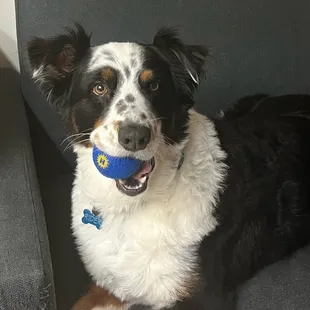 Check out our new tennis balls.  Our technicians have them stocked in their vans to give to our four legged friends when we are at your home