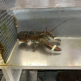 Brought this guy home  to scar my son  Hee hee