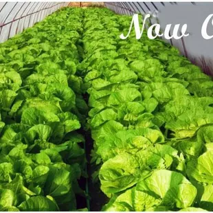 lettuce growing in a greenhouse