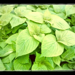 a close up of a plant