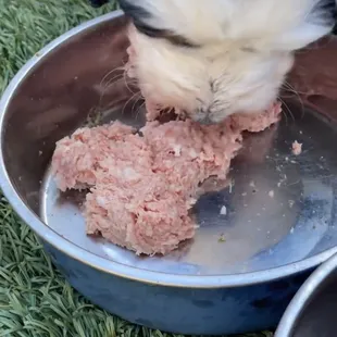 Puppy food