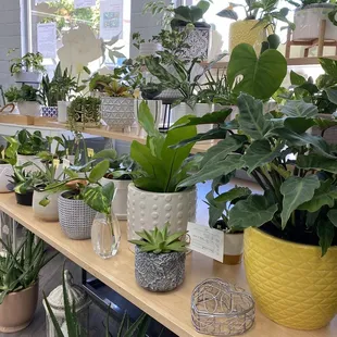 Some of the plants with planters they sell. Pretty and affordable!