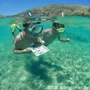 A laminated fish ID card will help you identify marine life.