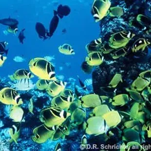 kikakapu, Racoon Butterflyfish, (Chaetodon lunula)