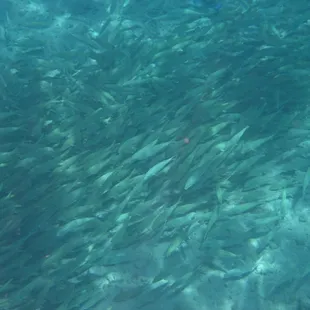 School of fish
