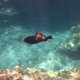 Trigger fish
