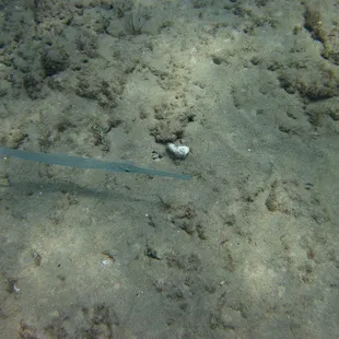 Trumpet fish