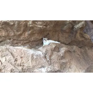 Watch out for the kitties meow!