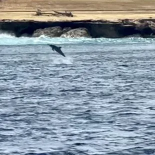 Dolphins