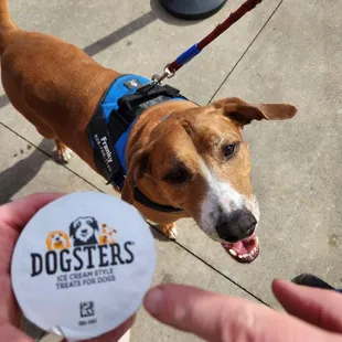 This dogster was almost inhaled, so I could not get any comments on the flavor.