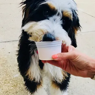 Bring your pup to Handel&apos;s for a Dogster!