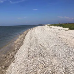 Private island in Aransas Pass bay covered with small shells and sunflowers