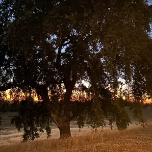 Another beautiful sunset at the vineyard.