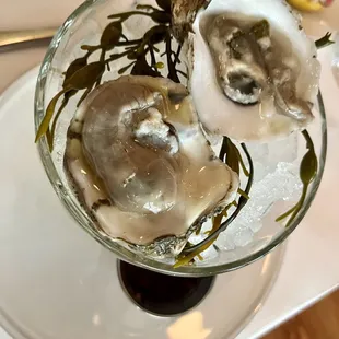 Oysters