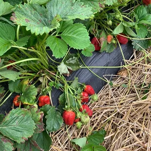 a patch of straw with straw bales and straw bales with straw bales and straw bales with straw