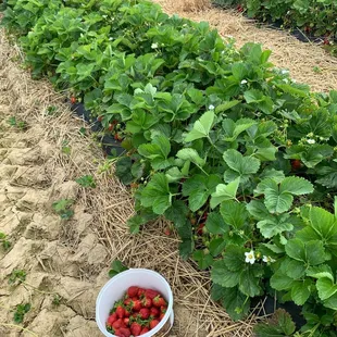 a bucket of strawberries