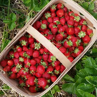 a basket of strawberries