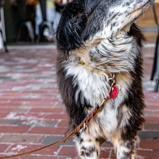 Dog-friendly patio :)