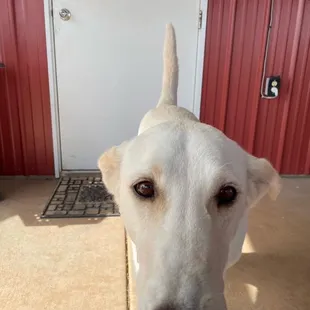 a white dog standing in front of a door