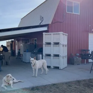 Sweet puppers