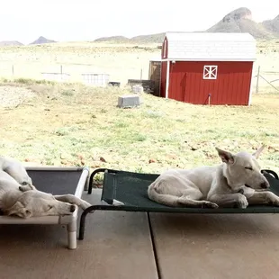 canine bouncers on tasting patio with view of the &quot;biscuit&quot; mountain