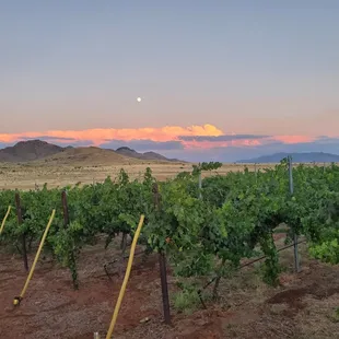 We have some of the best views in the Sonoita AVA from our tasting area!
