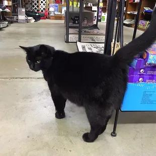 Say hello to Jinx while you're shopping