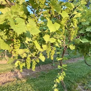 Grapevines and grapes on the grounds of Hanover winery