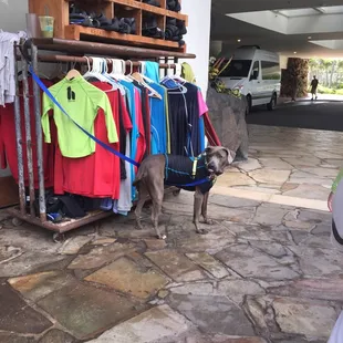 Surf dog! Seriously.