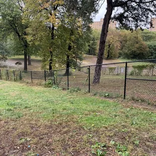 View of big dog area from small dog area