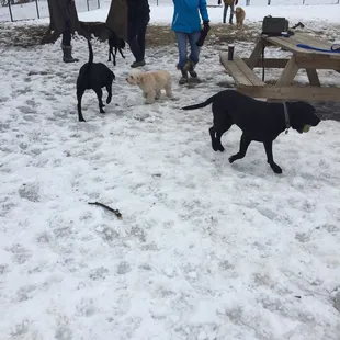 dedicated dog owners...15 degrees today!