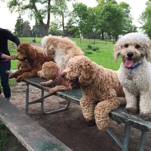 Omaha Doodle romp/meet up success!