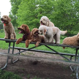 Omaha Doodle romp/meet up success!