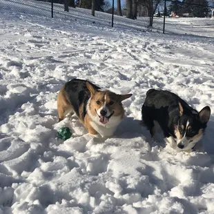 Corgis meet up in snow covered "small dog area" this place is huge for dogs to roam in!