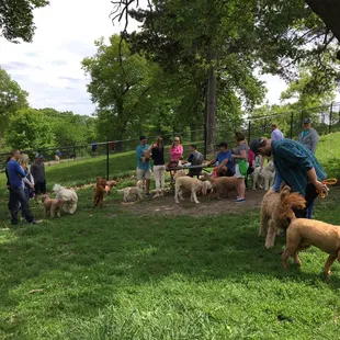 Omaha Doodle romp/meet up success!