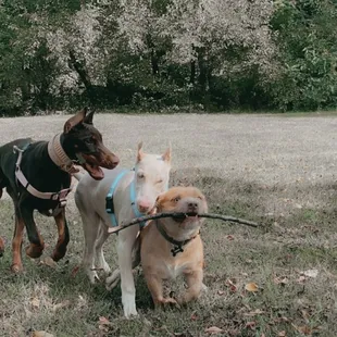 My Babys (lot of playing yard