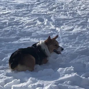S'mores having fun roaming off leash
