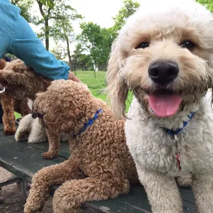 Omaha Doodle romp/meet up success!